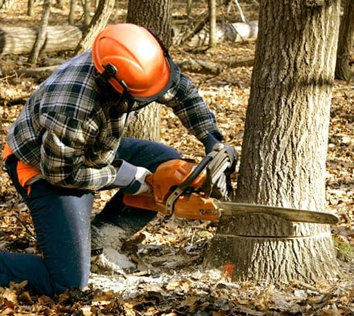 Tree Removal in Wilsey, KS